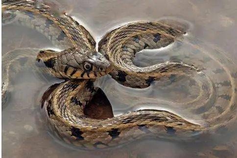 梦中蛇影，多条蛇的寓意与解析插图