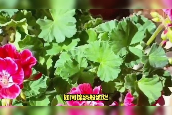 女人运气最好的微信名字精选插图 女人运气最好的微信名字精选插图