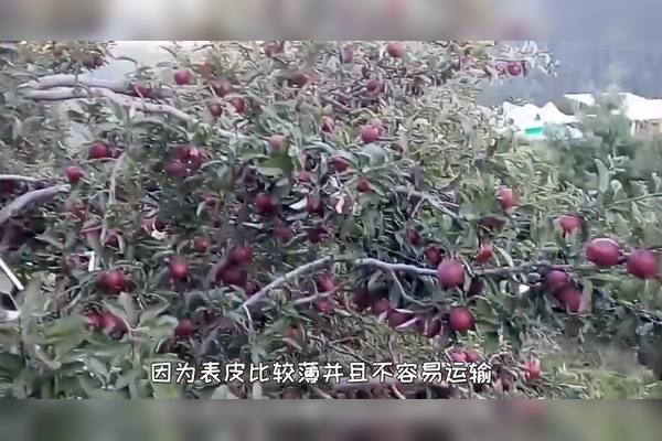 平安夜吃苹果的习俗与文化意义插图