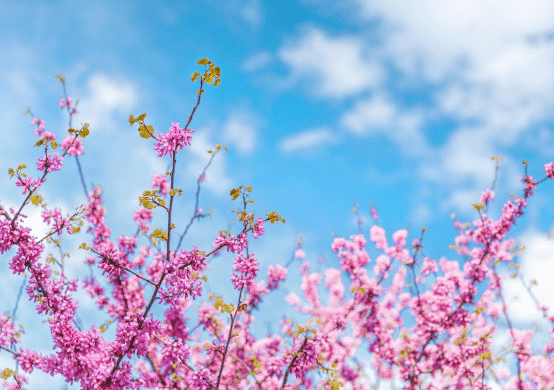 前程似锦，幸福家的生肖祈愿插图
