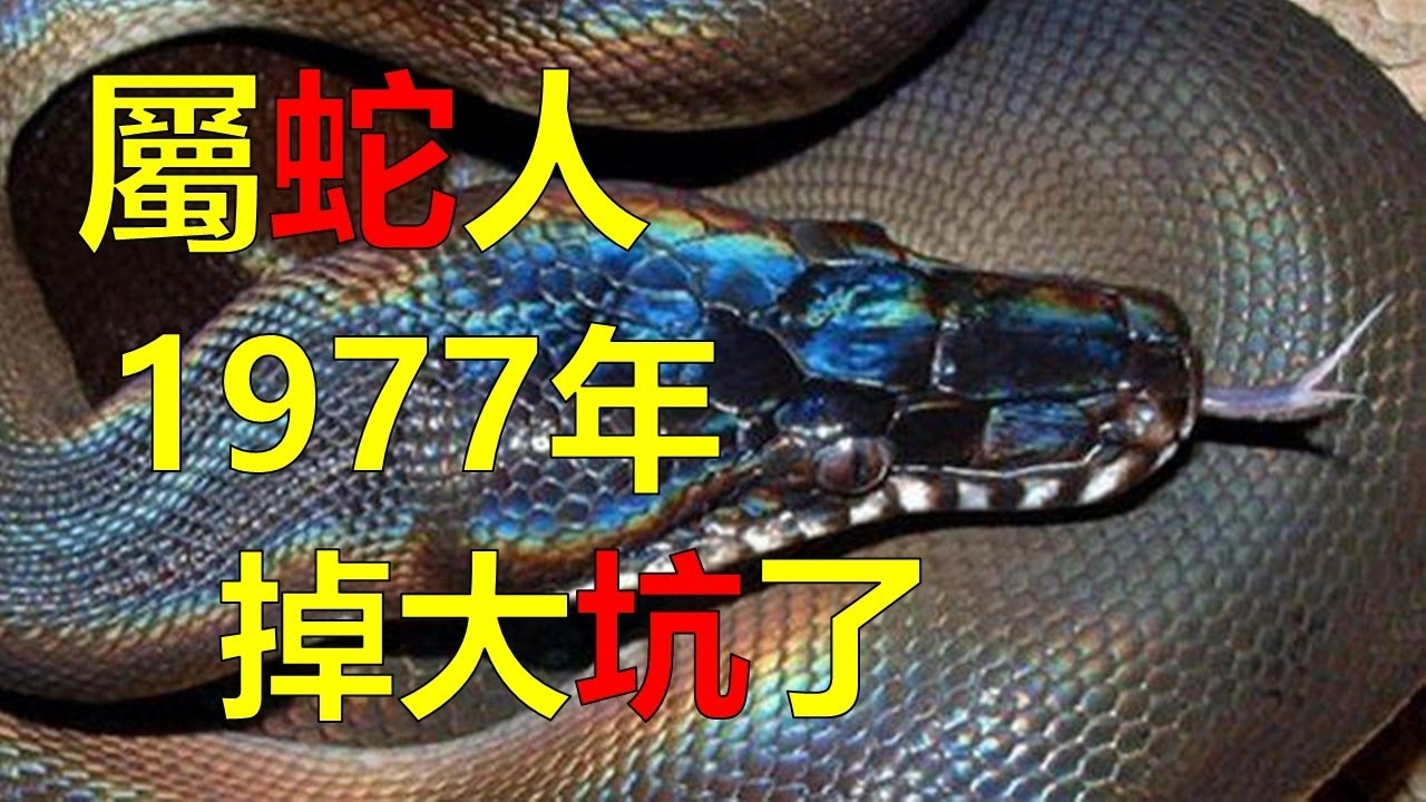 七七年属蛇四十七岁遭遇人生小灾插图