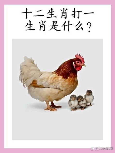 七零八落打一生肖—揭秘鸡的神秘面纱插图 七零八落打一生肖—揭秘鸡的神秘面纱插图