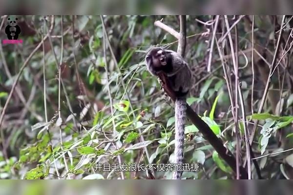 人面兽心，揭示生肖之谜插图