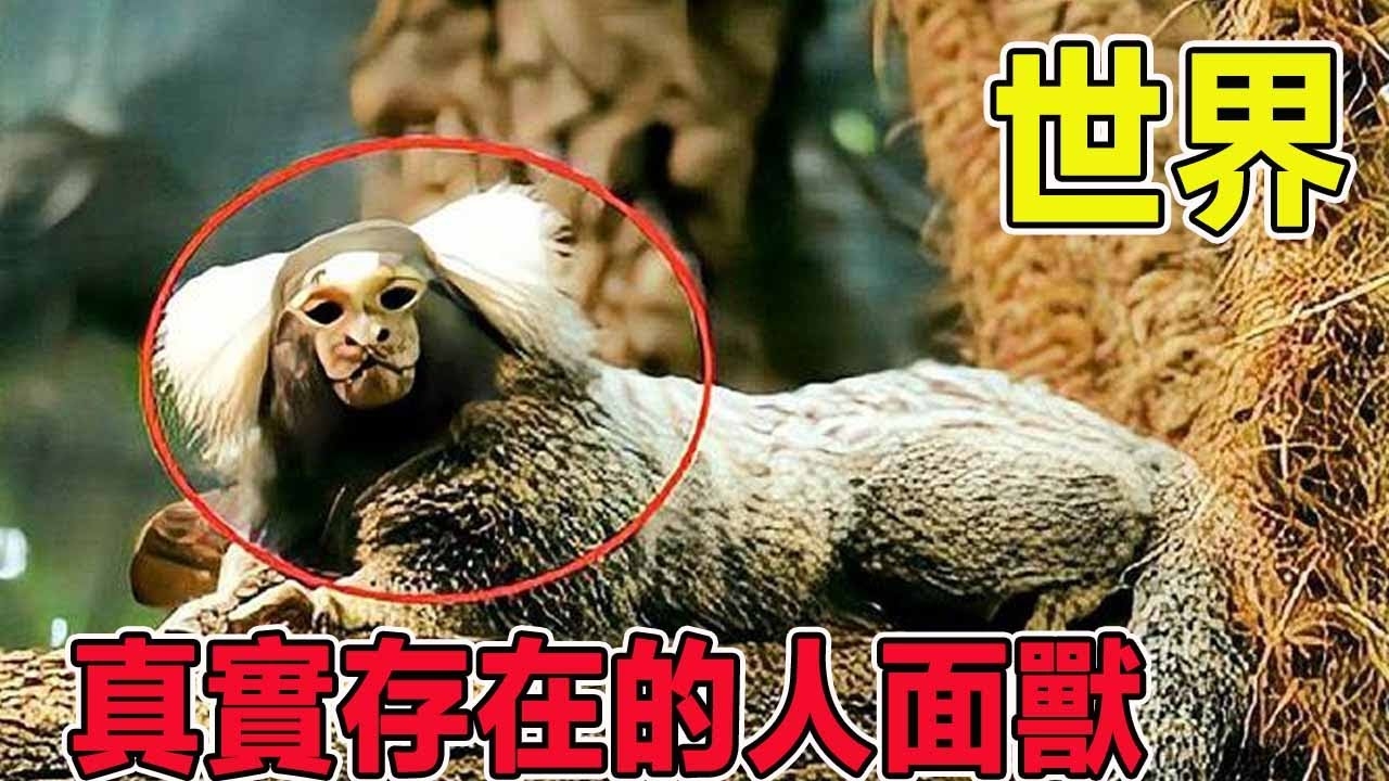 人面兽心，虎蛇显凶性，猴为伪装王插图