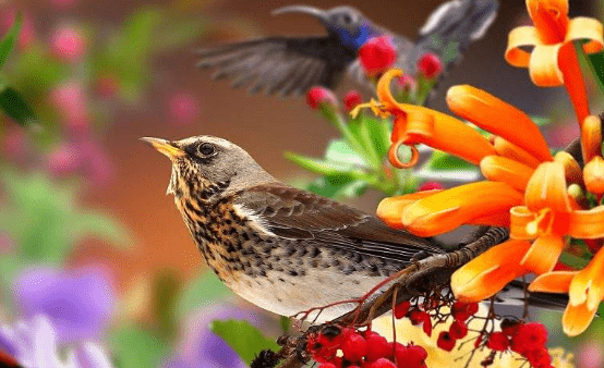 如沐春风的生肖之谜插图