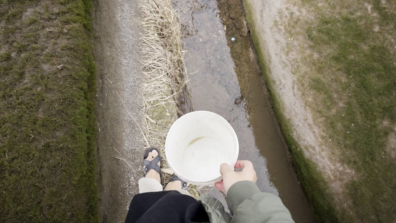 如鱼得水生肖探秘插图