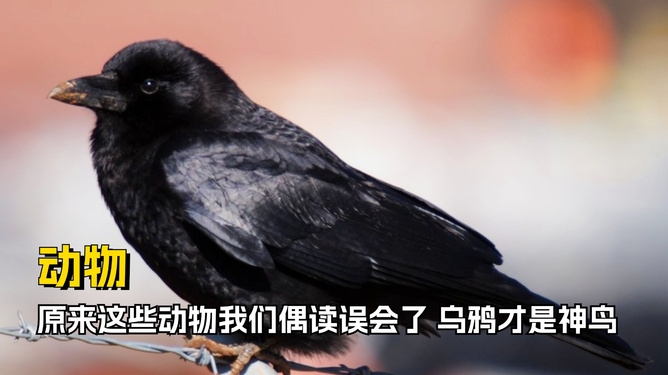 认贼作父的动物—乌鸦插图