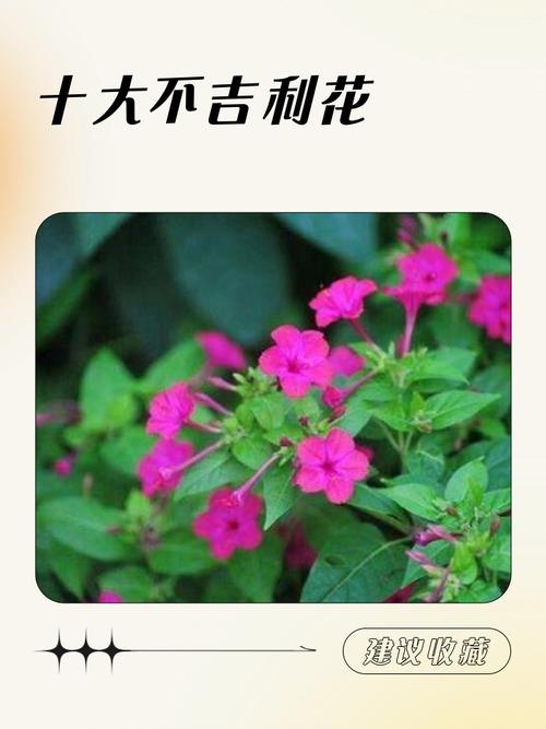 十大不吉利花，传统与迷信的交织插图