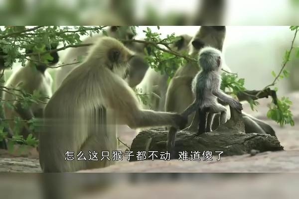 三五成群猜一生肖动物—猴插图