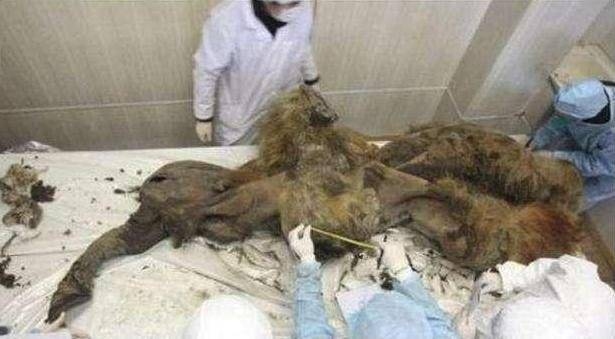 死鸡复活揭秘，梦境预兆与科学解释插图