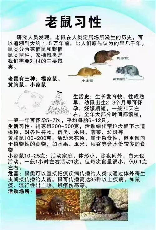 生肖鼠特性详解插图
