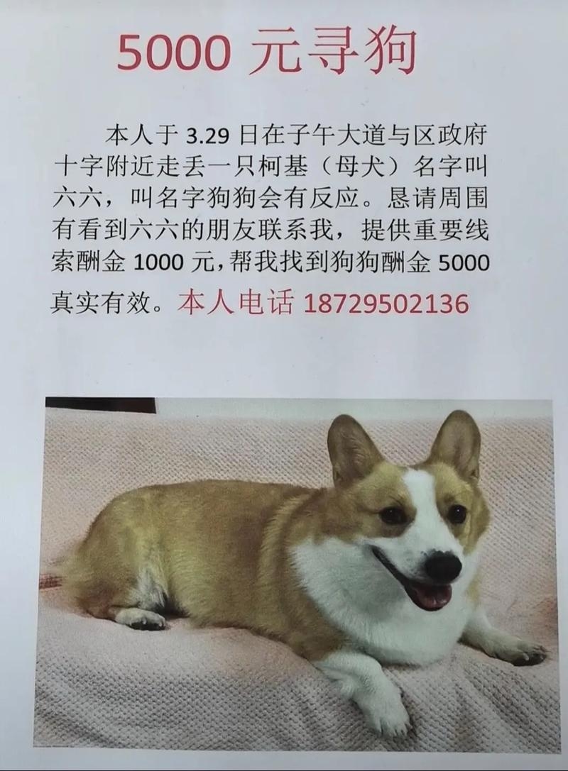 受宠若惊，谜底揭晓——狗插图