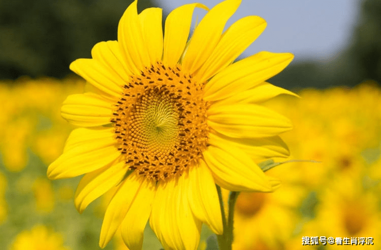 十里飘香与生肖的奇妙缘分插图