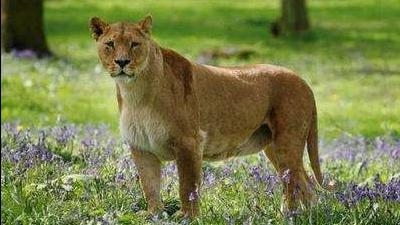 手疾眼快的动物打生肖—生肖蛇的独特魅力插图