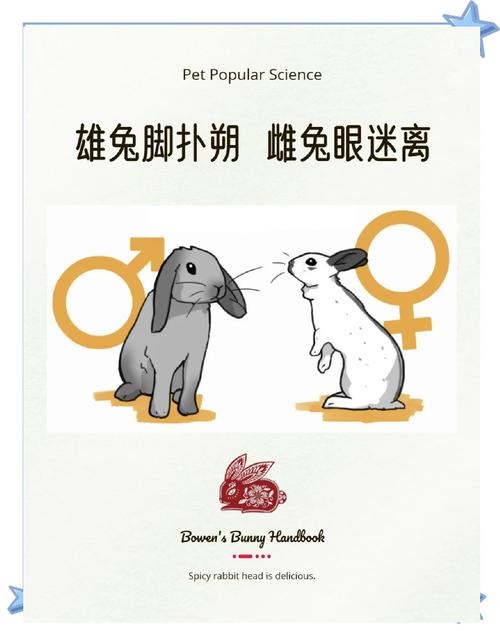 生肖中的见异思迁者，兔子的另一面插图