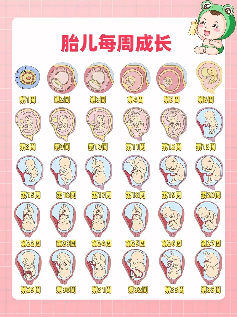 十月怀胎与生肖的奥秘插图 十月怀胎与生肖的奥秘插图