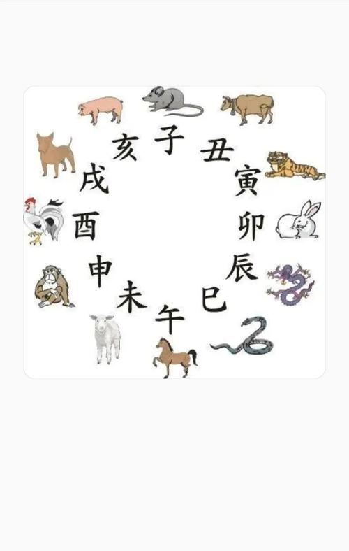 手足相连与生肖的奇妙联系插图