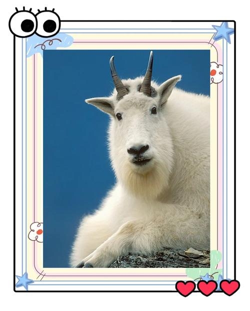 天山雪莲与神秘生肖—羊插图