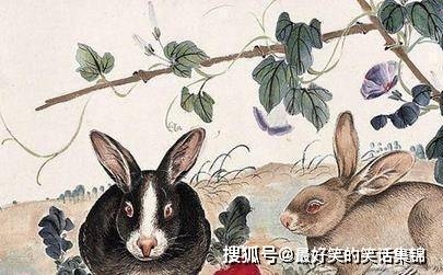 天生野性生肖揭秘插图