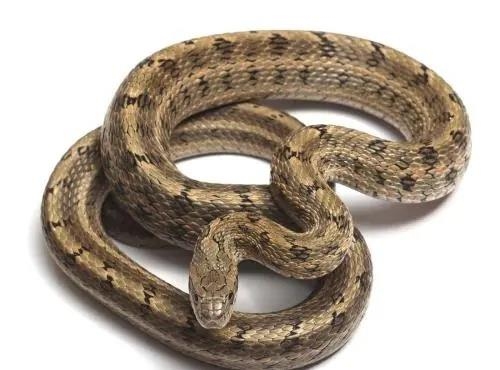 五花大绑打一生肖，答案揭晓，蛇！插图