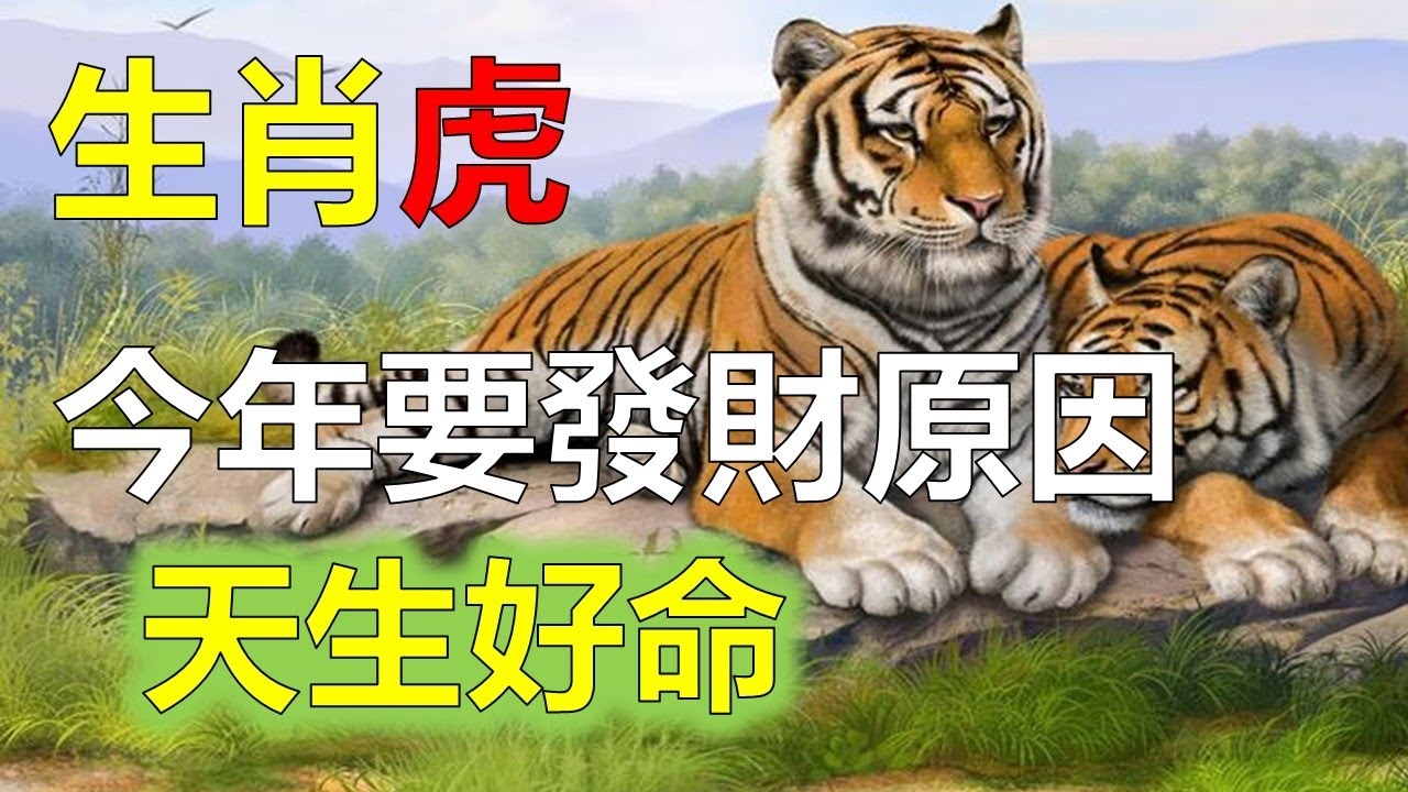 为什么虎年不宜生育孩子插图 为什么虎年不宜生育孩子插图