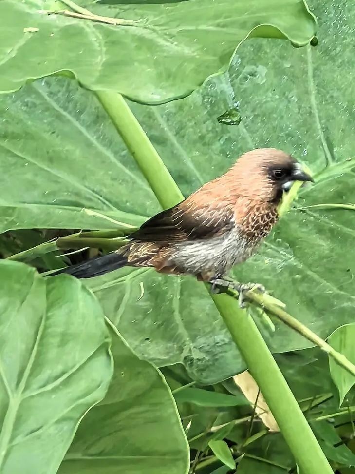 文质彬彬的动物—中华文鸟插图