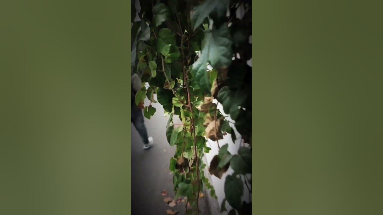 慌不择路生肖揭秘插图