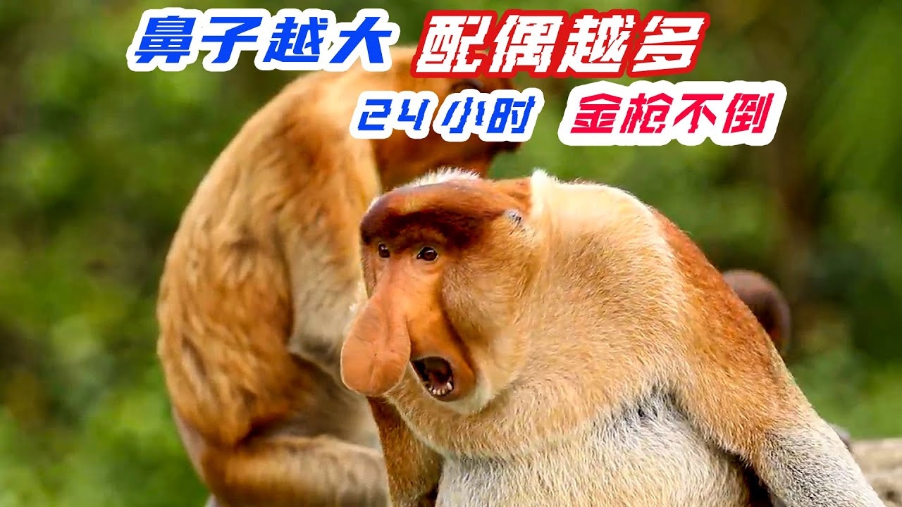 胆大包天—猴插图 胆大包天—猴插图