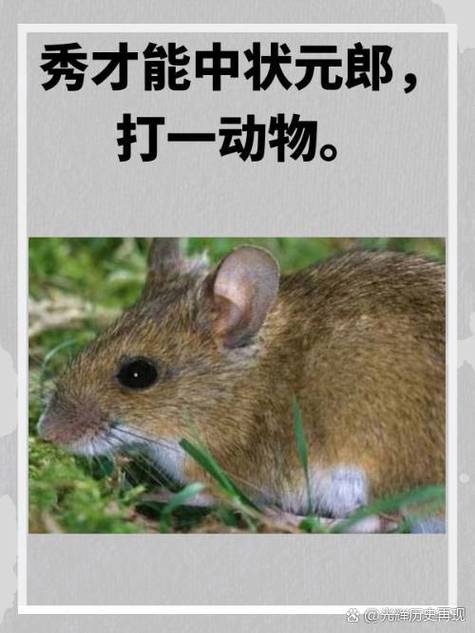 孤独愁苦打一生肖—解读生肖中的孤独之魂插图