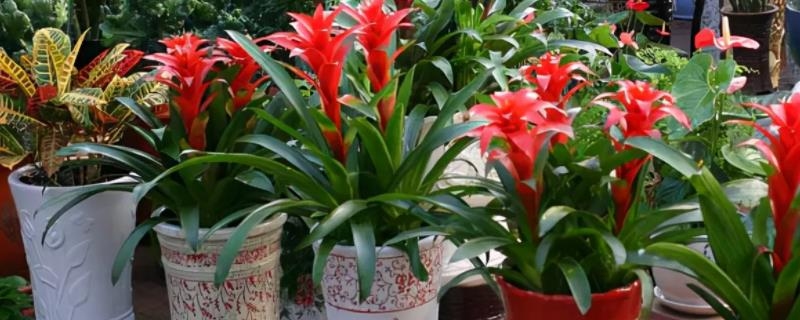 坟地栽树,人财两旺的吉祥之选插图 坟地栽树,人财两旺的吉祥之选插图