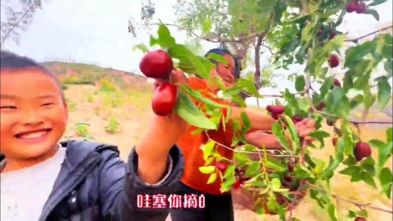 拾得枣，生活中的温暖与治愈插图