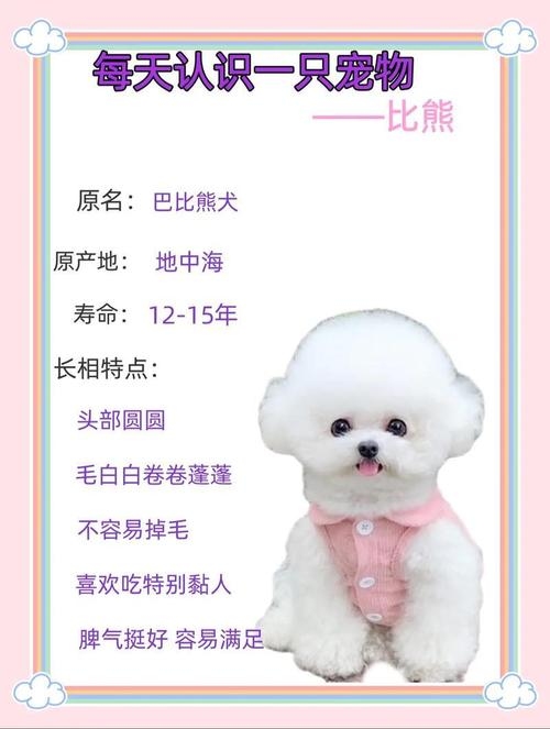 悦耳之名，为你的宠物挑选一个好听的昵称插图