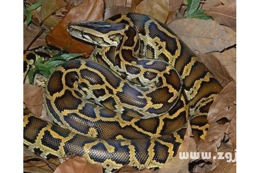 孕妇梦见大蟒蛇，梦境的解读与预示插图