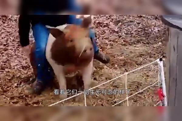 孕妇梦见杀猪，孕期梦境的奇妙解读插图