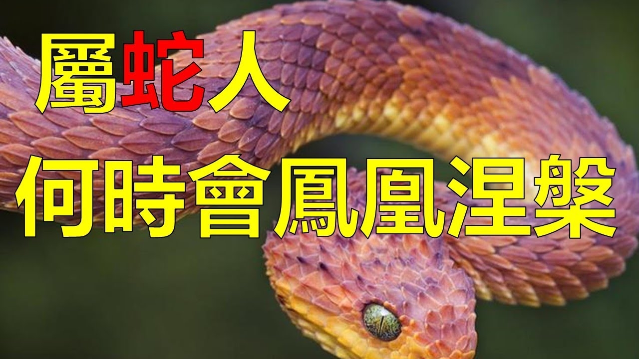 阴风四起猜一生肖—蛇插图 阴风四起猜一生肖—蛇插图