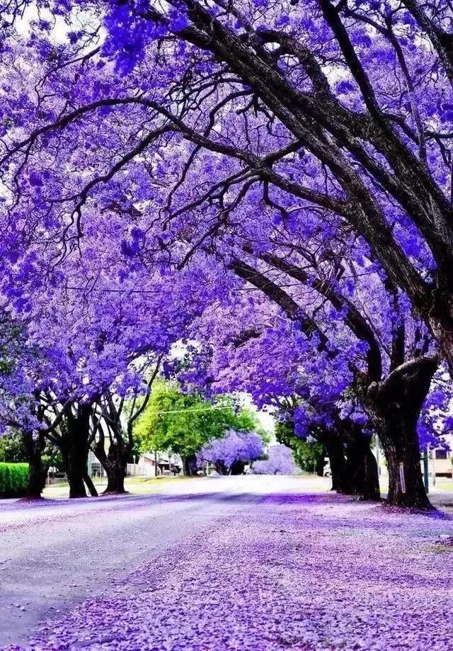 伤感网名背后的故事，在虚拟中寻找慰藉插图