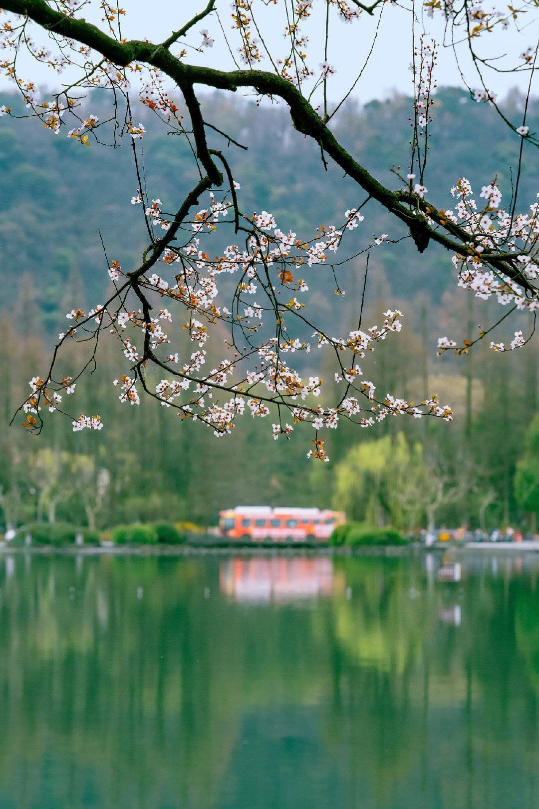 杏花春雨映生肖—兔插图