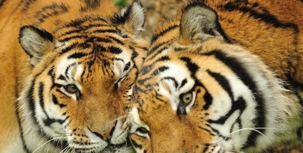 属虎的最佳配对属相插图