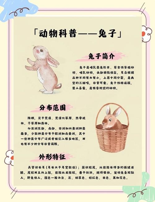 唇红齿白猜一生肖—兔子的魅力与特点插图