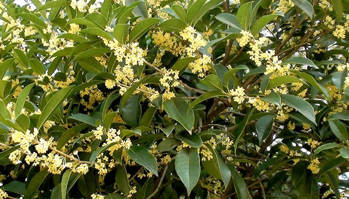 桂花树的风水禁忌与居家环境插图