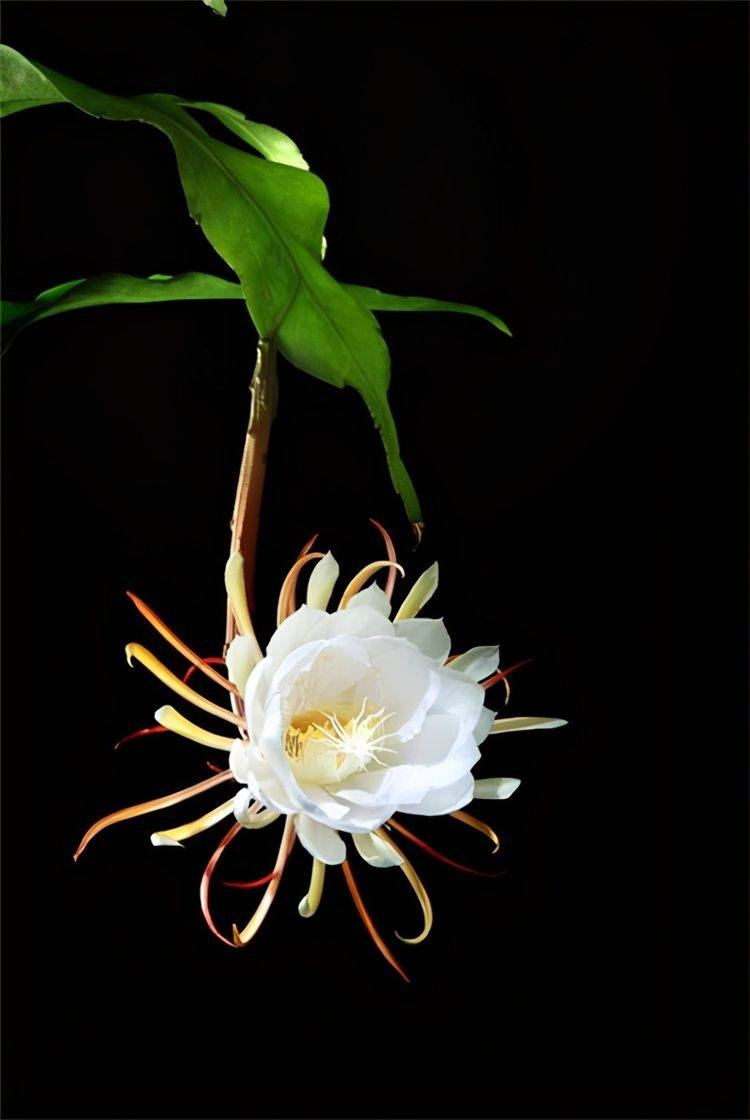 昙花一现与生肖之谜插图