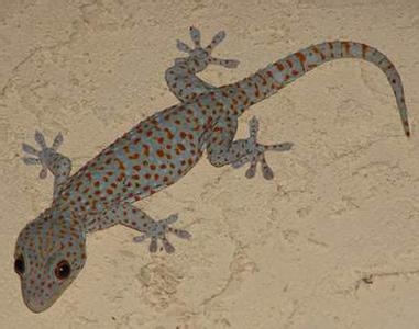 壁虎在家中出现的征兆,解读背后的文化象征与生态意义插图 壁虎在家中出现的征兆,解读背后的文化象征与生态意义插图