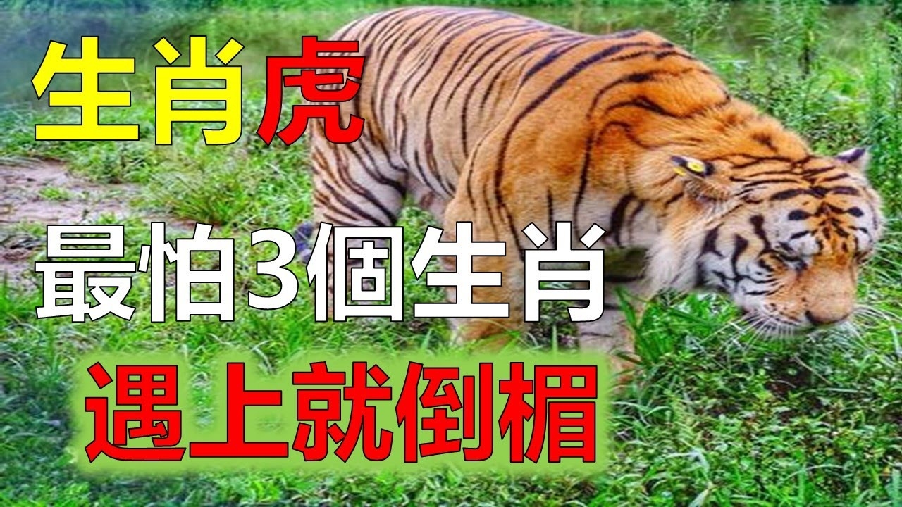 属虎最怕生肖，猴、蛇，性格不合易冲突插图