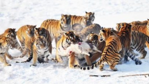 攀龙附凤生肖，龙插图