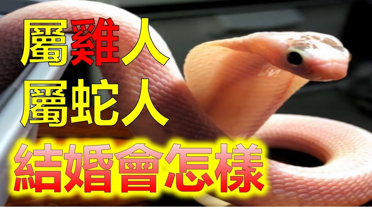 攀龙附凤生肖谜底，蛇与鸡，或牛（依年份定）插图