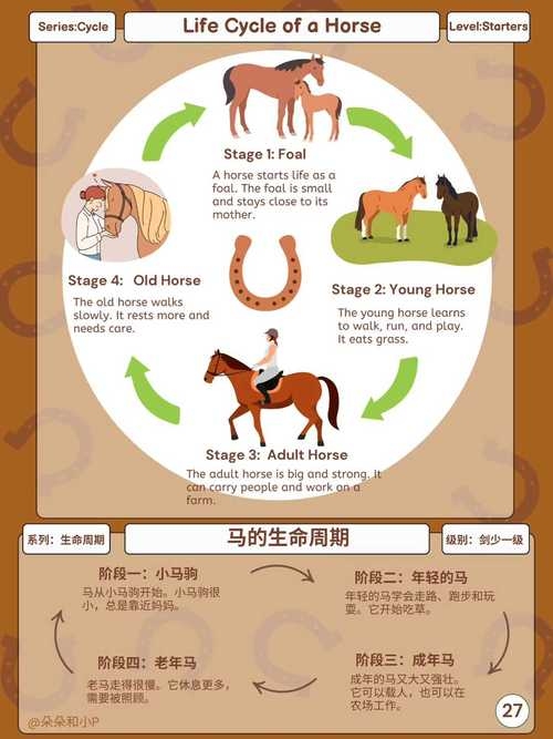 属马是哪一年，探寻生肖轮回的奥秘插图