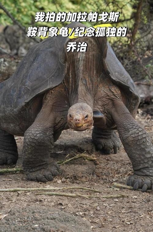 寿命最长的龟，见证时间的奇迹插图