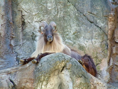 羊年出生的独特魅力与人生轨迹插图