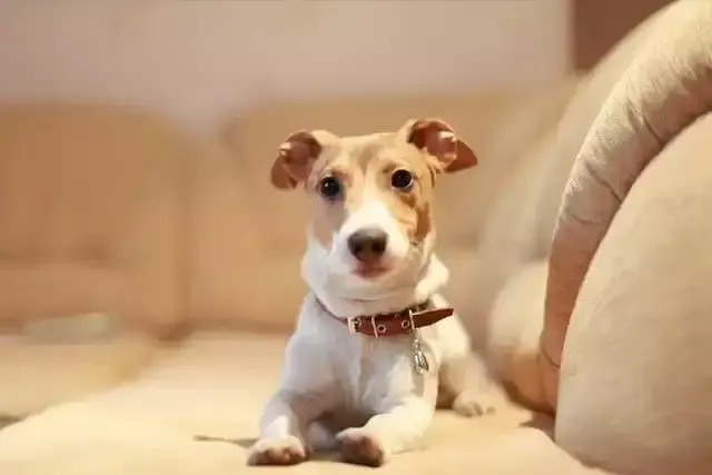 狗年是哪几年？插图