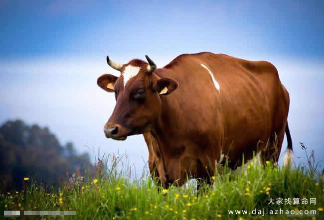 属牛2020年运势展望插图